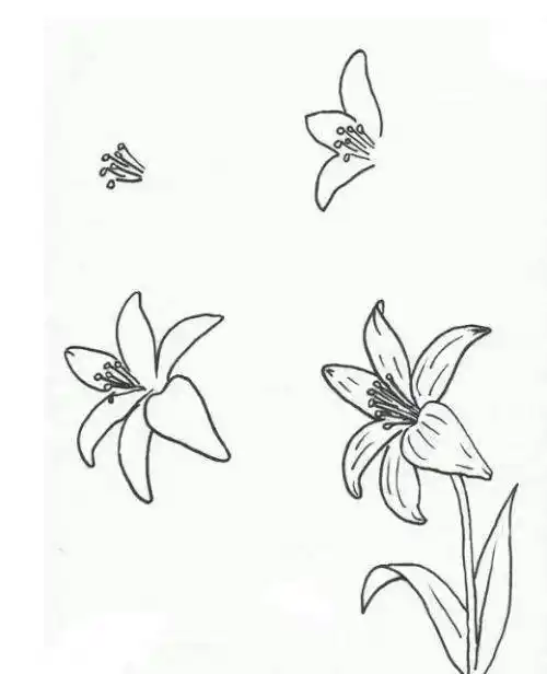 百合花简笔画 百合花简笔画大全