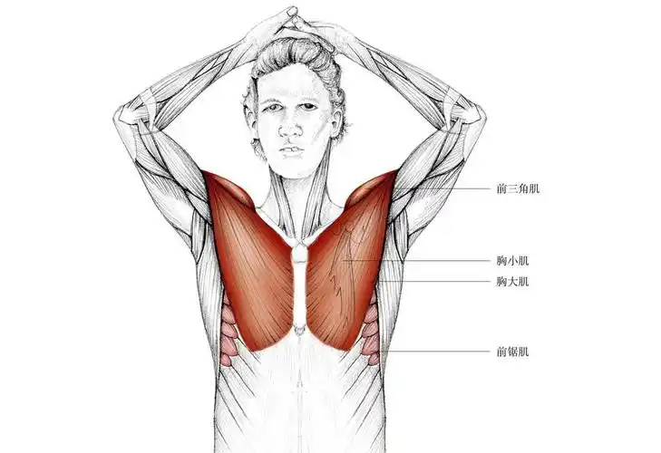 ▍ 拉到的肌群 ·主要肌群:胸大肌,胸小肌,前三角肌. ·次要肌群:前