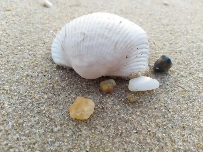 拾起被海水洗刷了的贝壳,细细砂石,单调而又美好