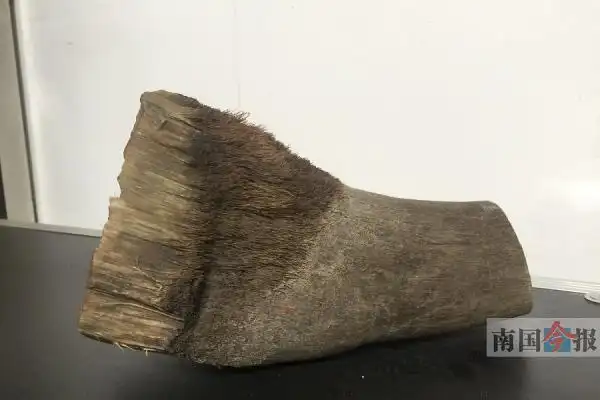 广西一男子花几十万买犀牛角给小孩治病,涉嫌犯罪被刑拘(图)