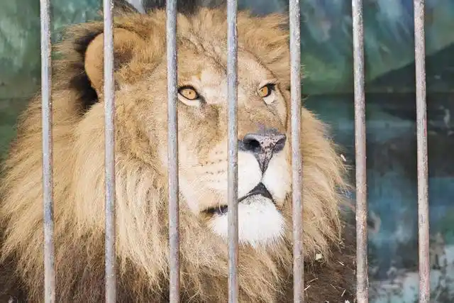 而他最喜欢的还是各种猛兽,包括老虎,狮子,猎豹和棕熊,他甚至还在笼子