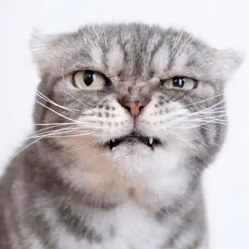 分享一组很可爱很凶的猫咪照片