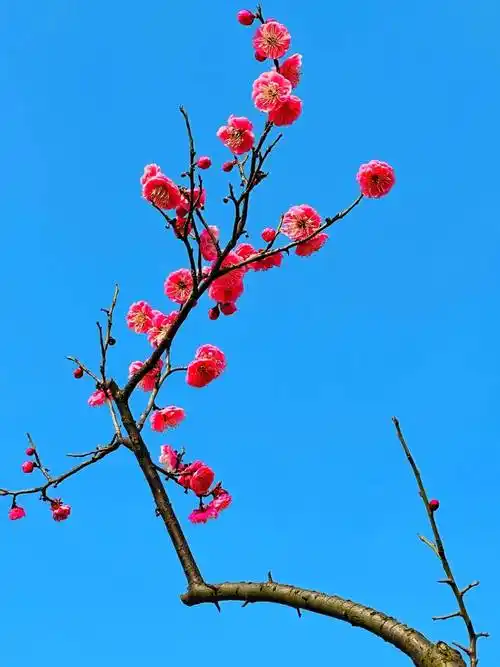 红梅绝美自然静谧壁纸_梅花_寒风_红衣