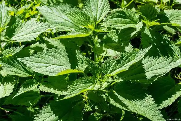 藿香叶的功效与作用有什么