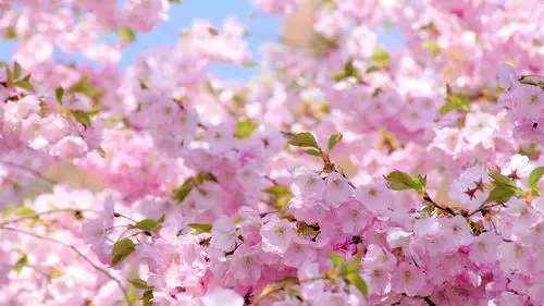 樱花,粉红色的花朵,春天,开花 壁纸 - 1920x1080 全高清