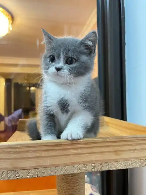 只限上海】猫爸妈都有血统,猫妈妈纯种蓝白,猫爸赛级英短蓝猫,血统