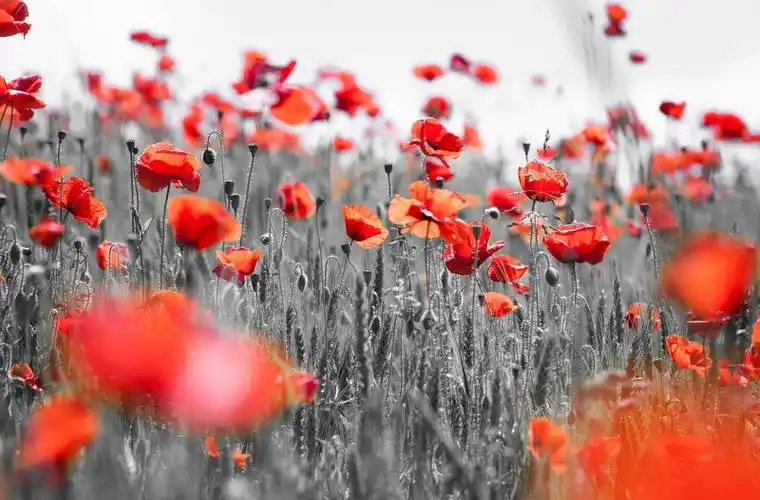 一朵桔红色罂粟花