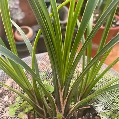 秋芝金边艺草2苗