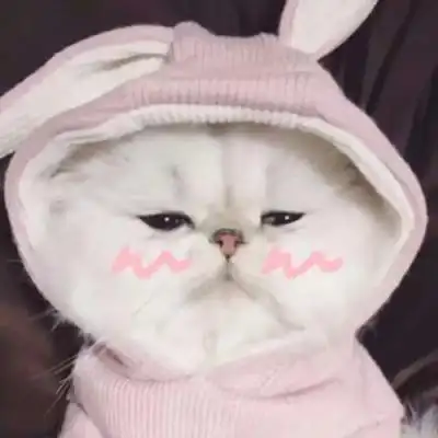 看一眼就会爱上的超治愈可爱猫咪头像