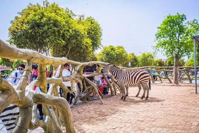 春游江淮请您来宿州野生动物园有一只网红羊驼酷似周杰伦