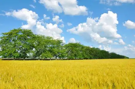 金色地球日出金色的麦田树和完美的蓝天照片