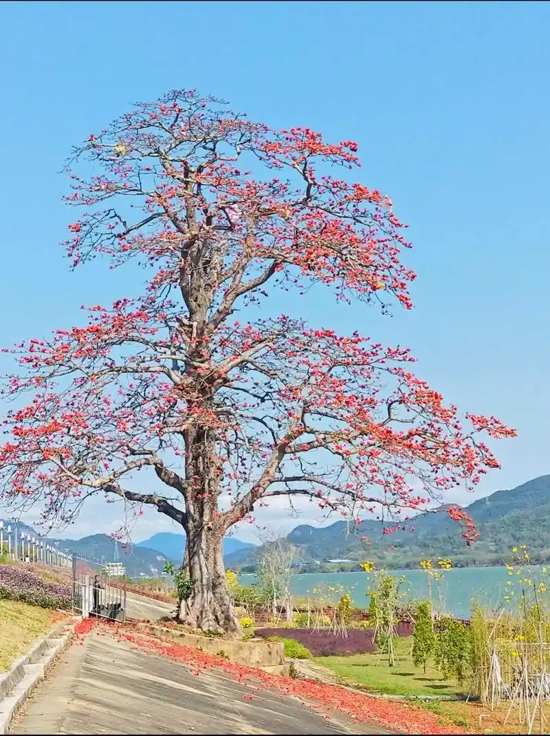 广东这些仙气飘飘的树(花)图一二英雄木棉花.我没法用文字去解 - 抖音