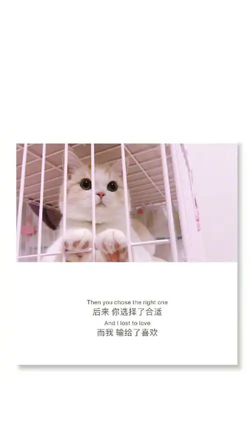 猫咪背景文字图片手机壁纸