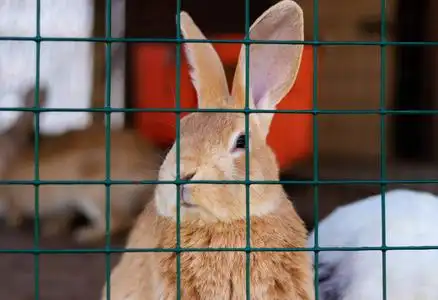 笼子里可爱有趣的兔子特写镜头.家养绒毛宠物.动物保护.照片