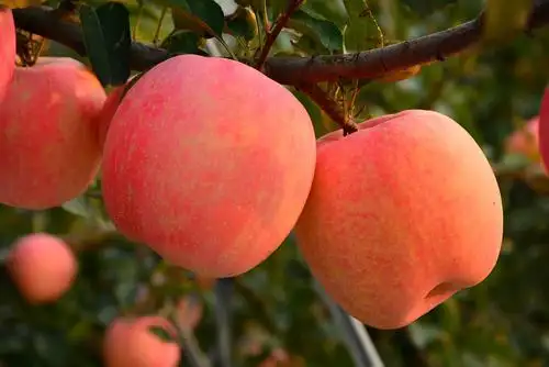 苹果换个吃法,功效翻10倍,防癌,护血管,气血也足了!