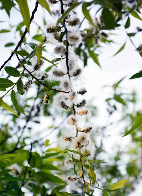 杨絮与柳絮有何区别?如何处理这些问题!