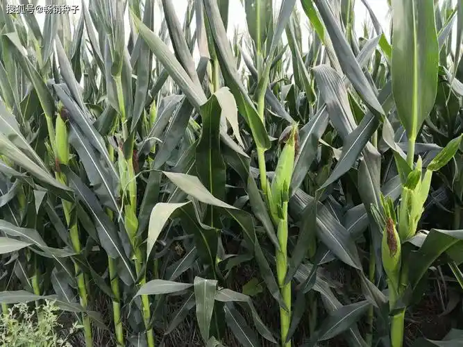 吉林省2024年主要农作物优良品种推广目录一,玉米(一)骨干型品种5个