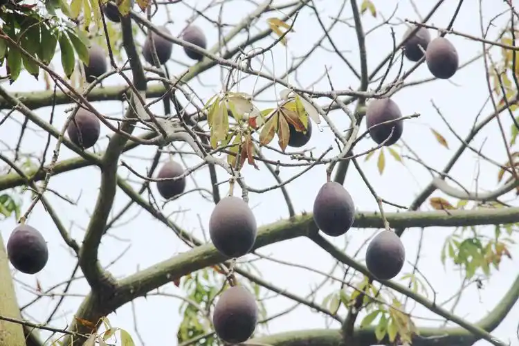 欣赏一下梅城树上的异化木棉果也很有意思