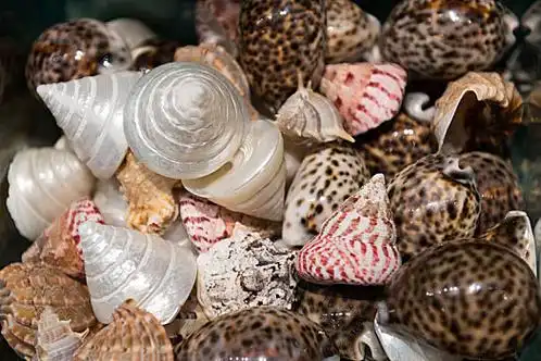 虎斑贝图片_虎斑贝图片素材_虎斑贝高清图片_全景网