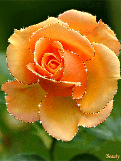 240_320竖版 竖屏gif 动态图 动图