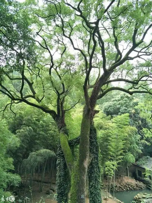 郁郁葱葱造句大白杨郁郁葱葱不卑不亢