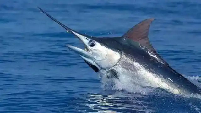 剑鱼下面就来给大家介绍15种长相逆天的海洋生物犹如外星来客一样相貌