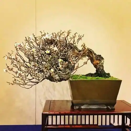 极品梅花盆景200款,绝对值得一看!