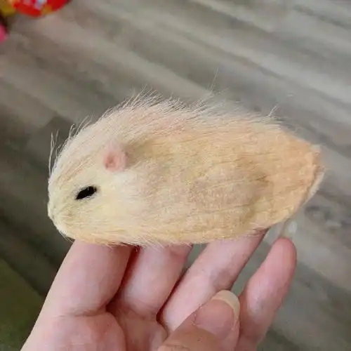 原来芒果核真的可以当宠物