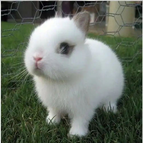 【侏儒海棠兔图片】拥有熊猫眼的可爱萌兔