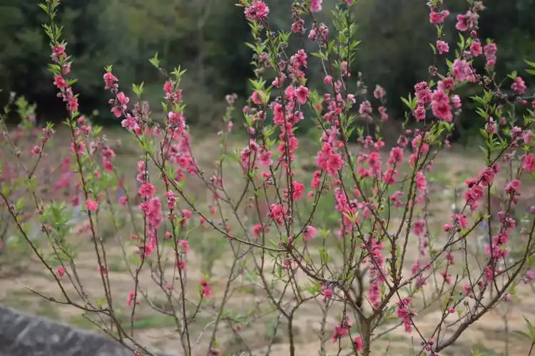 树木园的桃花
