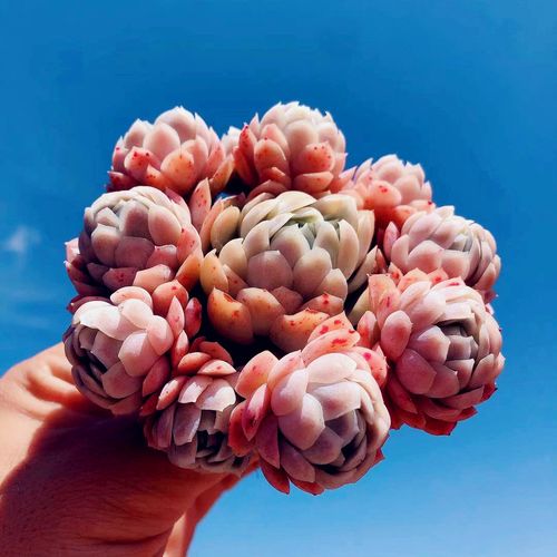 冰梅多肉稀有精品贵货 日系冰梅 冰莓老桩大群生一物一拍多肉植物