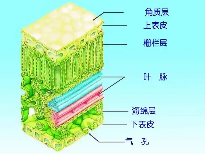 角质层 上表皮 栅栏层 叶 脉 海绵层 下表皮 气 孔