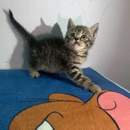 两只美短英短串小奶猫