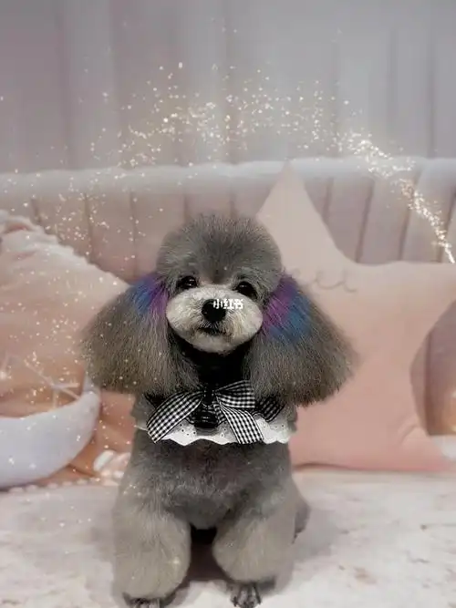 萌系泰迪造型吼吼看呀