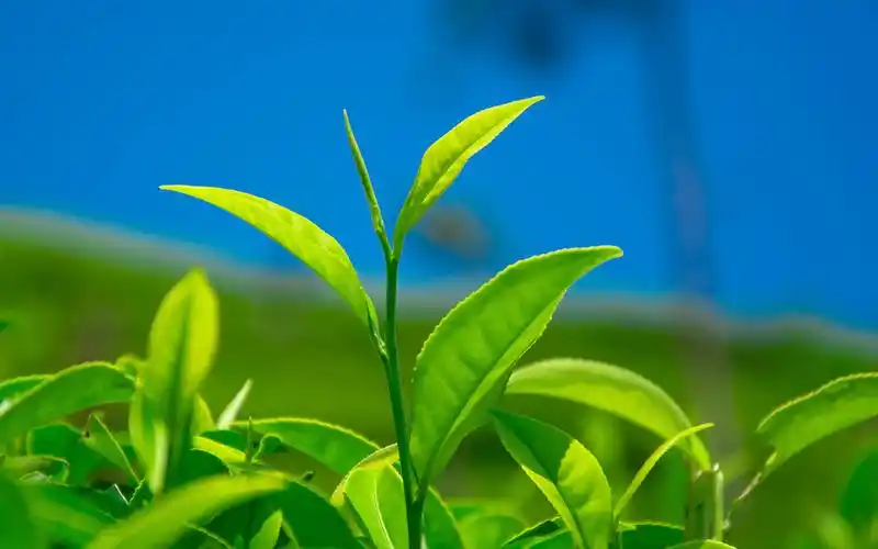 小清新茶叶绿色护眼高清桌面壁纸