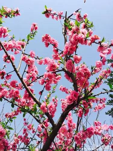 在那桃花盛开的地方--福州西湖桃花 欣赏-2017-3-27