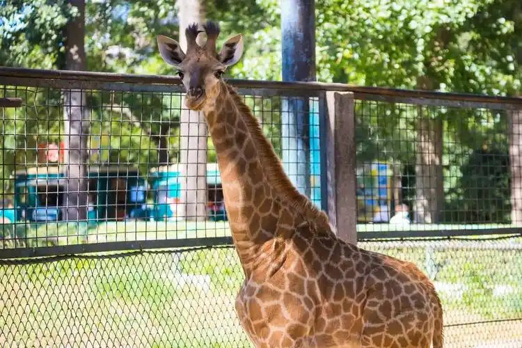 透过栅栏的微妙世界_动物园_阳光_一家