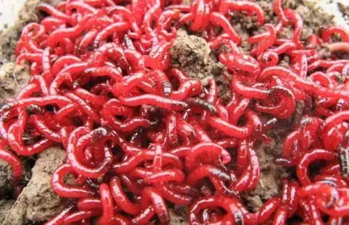 对于 丰年虾和 水蚤, 剑水蚤这种非常小的生物,其实是给10