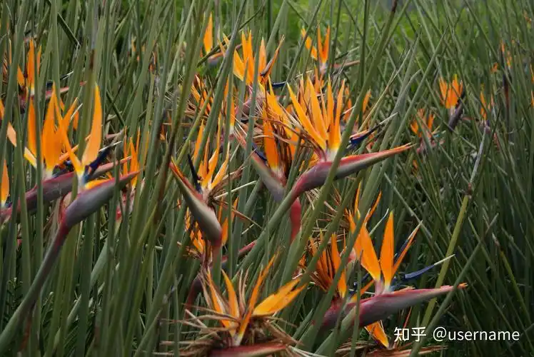 [园艺教程] 如何辨别真假鹤望兰 - 知乎