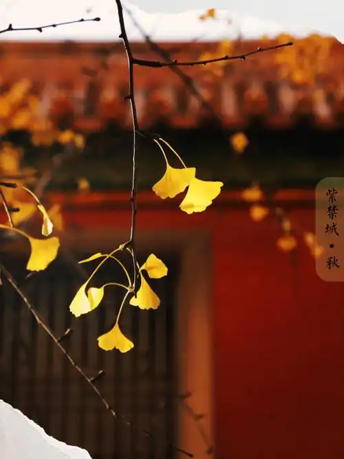 行摄礼拜七故宫紫禁城秋