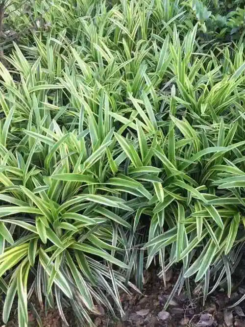 供应金边麦冬草 花边麦冬草图片 金边麦冬草价格