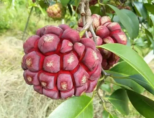 5种少见的水果没吃过就很好奇吃过后却后悔莫及你吃过吗