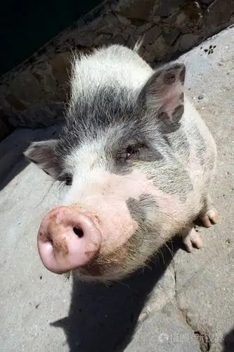 越南猪照片-正版商用图片0591si-摄图新视界