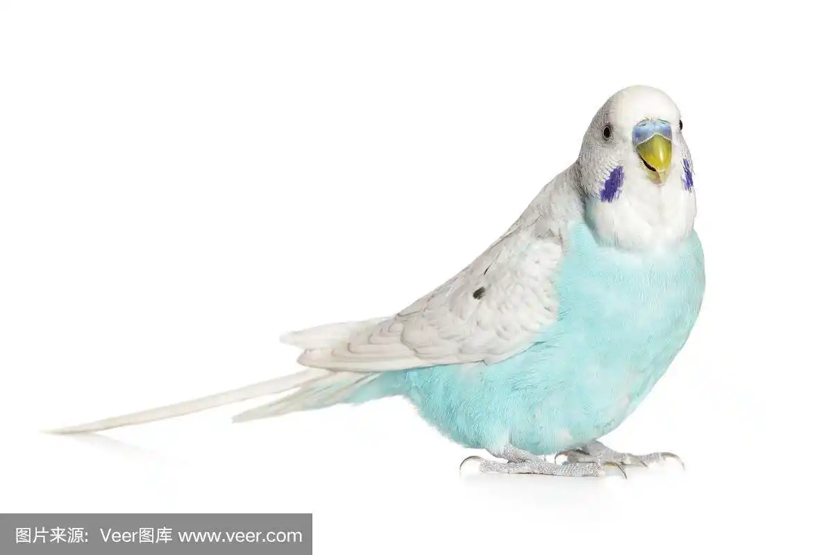 白色背景上的蓝色虎皮鹦鹉