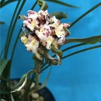 盛世牡丹 - 中国兰花交易网