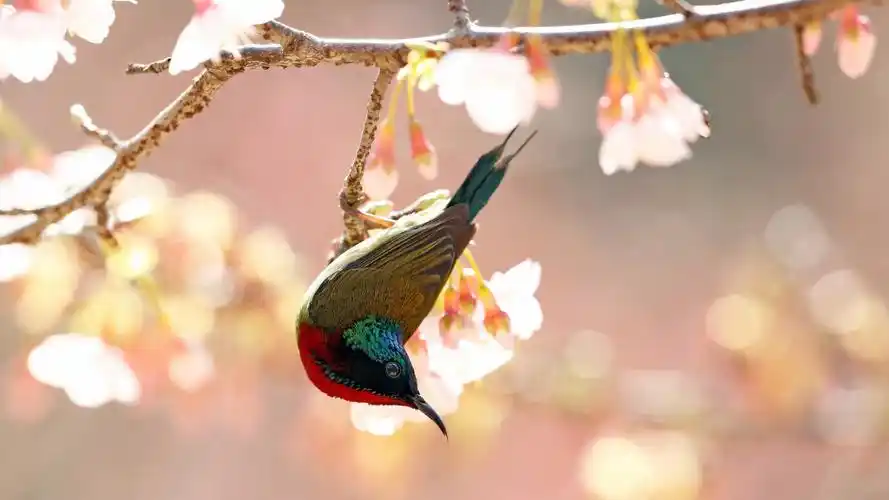 大自然,叉尾太阳鸟,花卉,美丽的叉尾太阳鸟壁纸