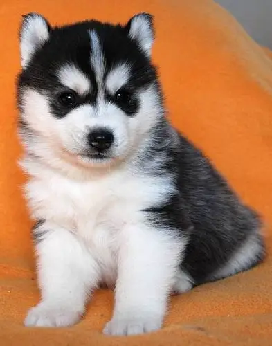 出售纯种哈士奇幼犬 三火蓝眼哈士奇出售包健康品相好