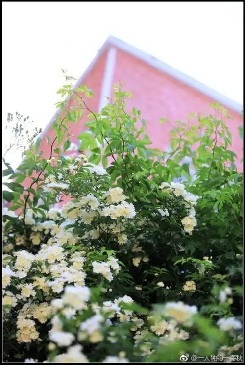 青岛七里香迎盛花期 繁花似锦馨香四溢(组图)