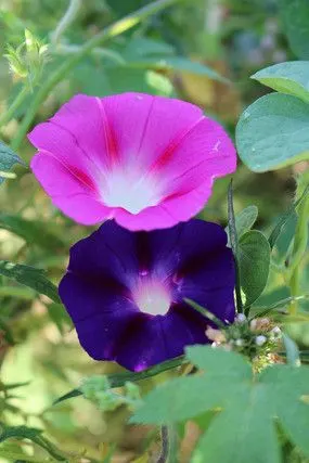 一朵粉色与一朵蓝紫色的牵牛花