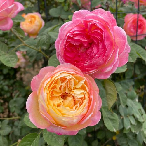 罗斯曼尼詹森复色藤本月季花苗庭院阳台爬藤蔷薇月季